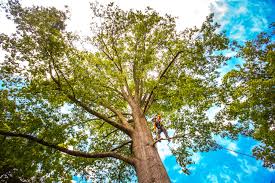 Best Arborist Consultation Services  in Cambridge Springs, PA