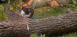 Best Root Management and Removal  in Cambridge Springs, PA