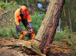 Best Lawn Maintenance Plans  in Cambridge Springs, PA