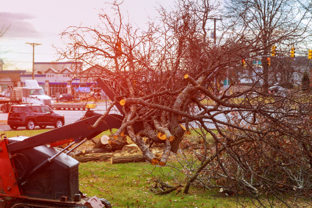 Best Tree Risk Assessment  in Cambridge Springs, PA