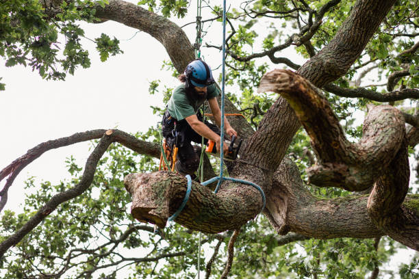 Best Tree Disease Treatment  in Cambridge Springs, PA