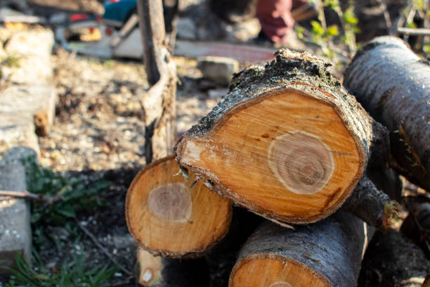 Cambridge Springs, PA Tree Care Company