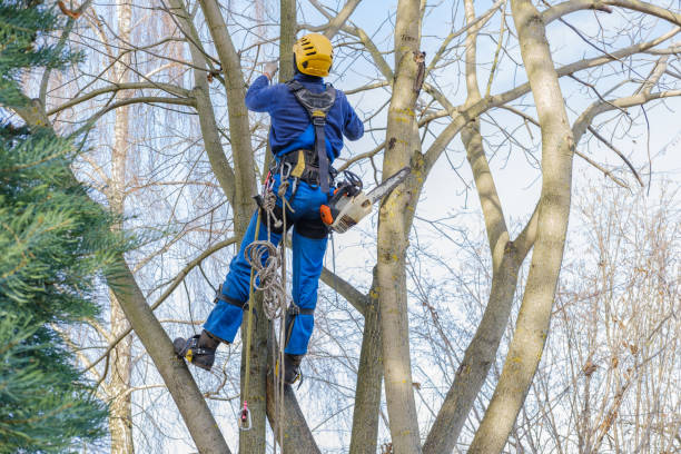 Best Tree Trimming and Pruning  in Cambridge Springs, PA