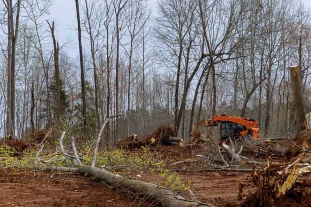 Best Tree Health Inspection  in Cambridge Springs, PA