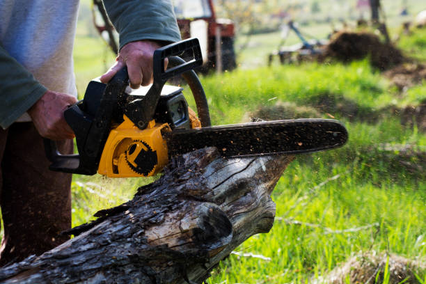 Best Lawn Renovation and Restoration  in Cambridge Springs, PA