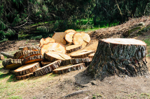 Best Storm Damage Tree Cleanup  in Cambridge Springs, PA
